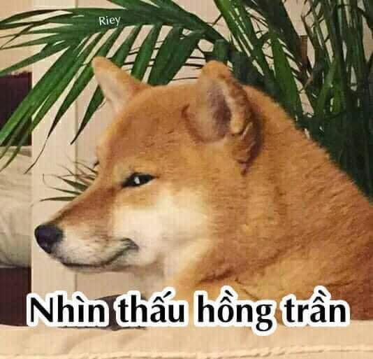 Ánh mắt nhìn thấu hồng trần